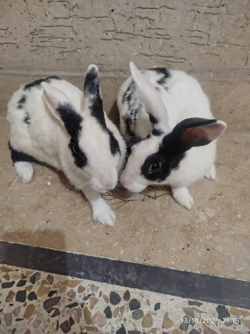 Large Size  Pair 0