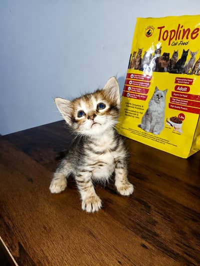 Double coated kitten for sell