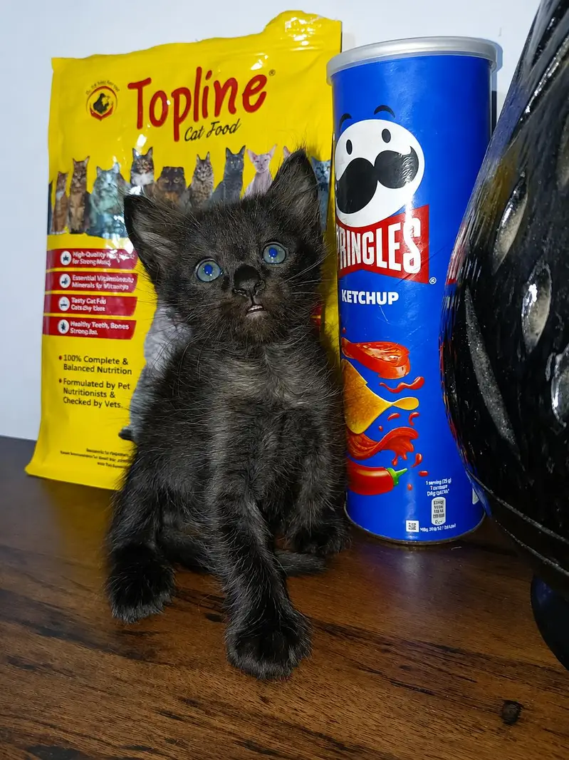 Double coated kitten for sell — photo 2