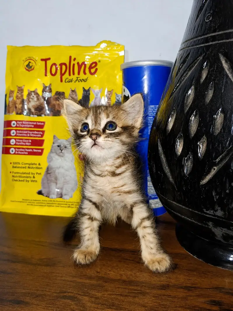 Double coated kitten for sell — photo 3