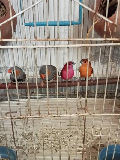 colour full finch and zebra Finch breadar pairs for sale