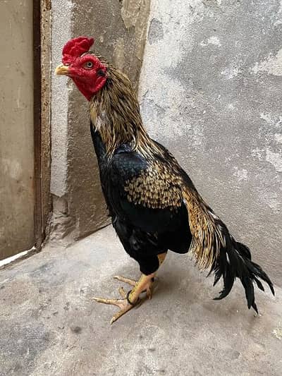 aseel murga for sale