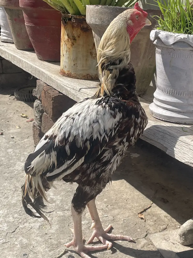 Aseel Murga Exchange with Egg Laying Hens — photo 2