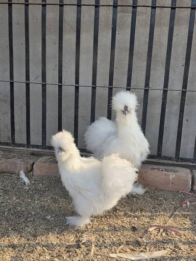 Fancy Hens A plus quality