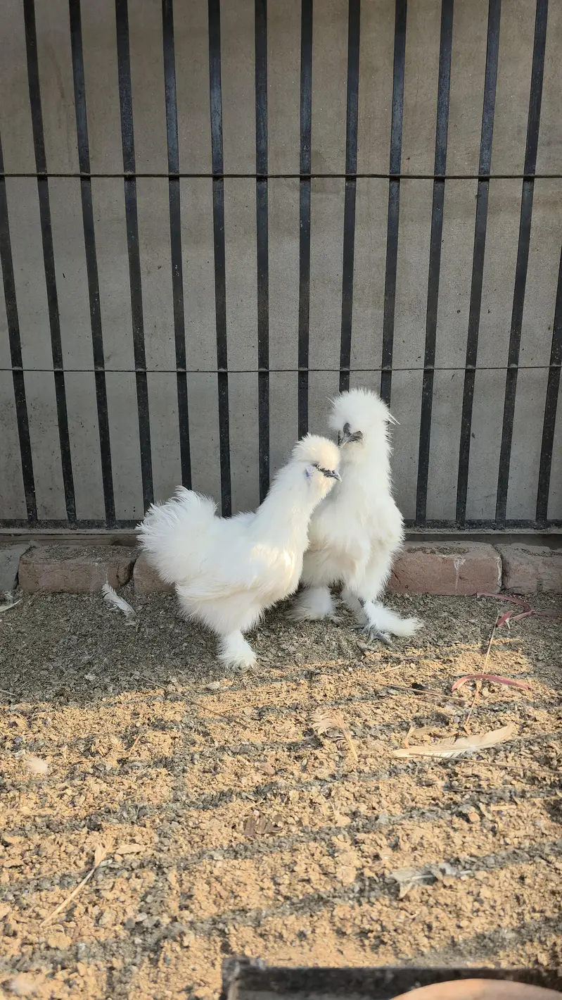 Fancy Hens A plus quality — photo 2
