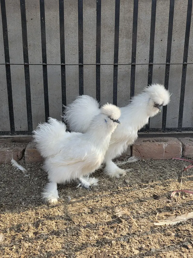 Fancy Hens A plus quality — photo 3