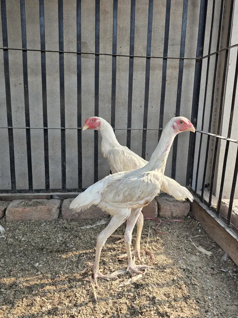 Fancy Hens A plus quality — photo 4
