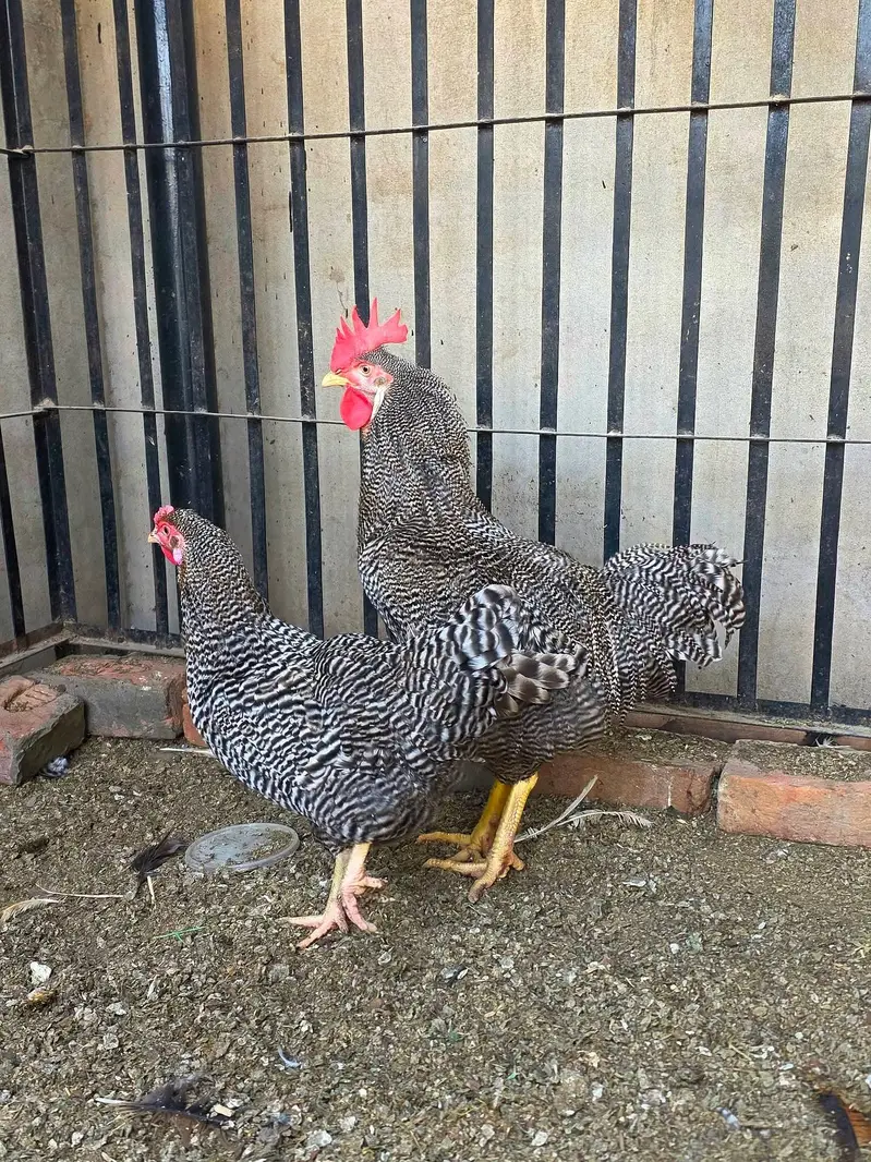 Fancy Hens A plus quality — photo 6