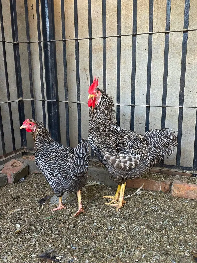 Fancy Hens A plus quality — photo 7