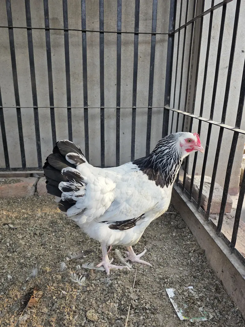 Fancy Hens A plus quality — photo 8