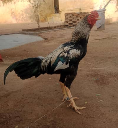 Aseel mianwali