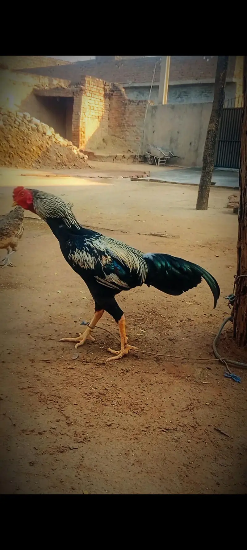 Aseel mianwali — photo 2