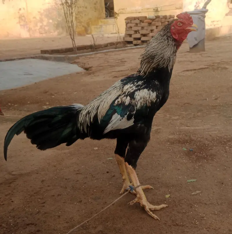 Aseel mianwali — photo 3