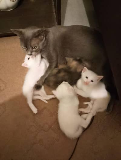 white Kittens for sale