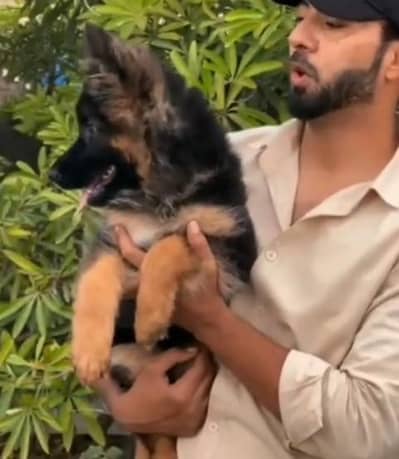 : Pure German Shepher / puppy/03456011805WhatsApp
