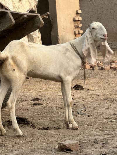RajanPuri  bakri