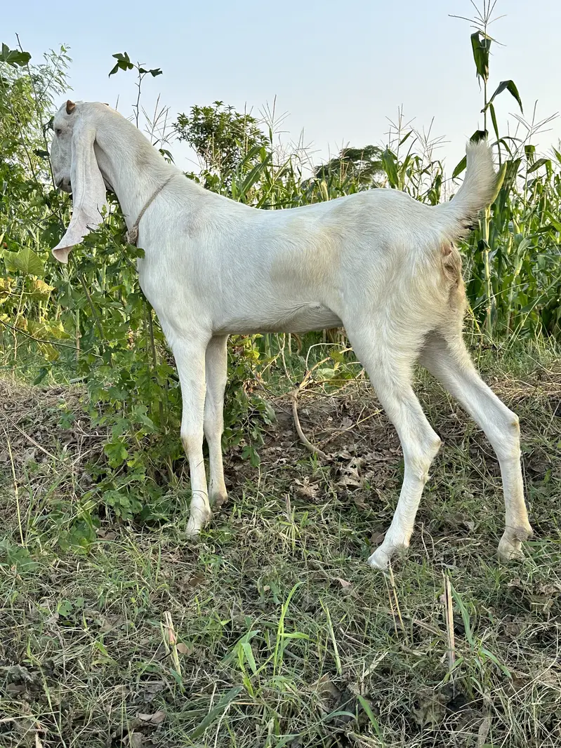 RajanPuri  bakri — photo 2