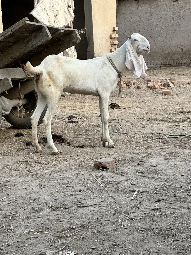RajanPuri  bakri — photo 3