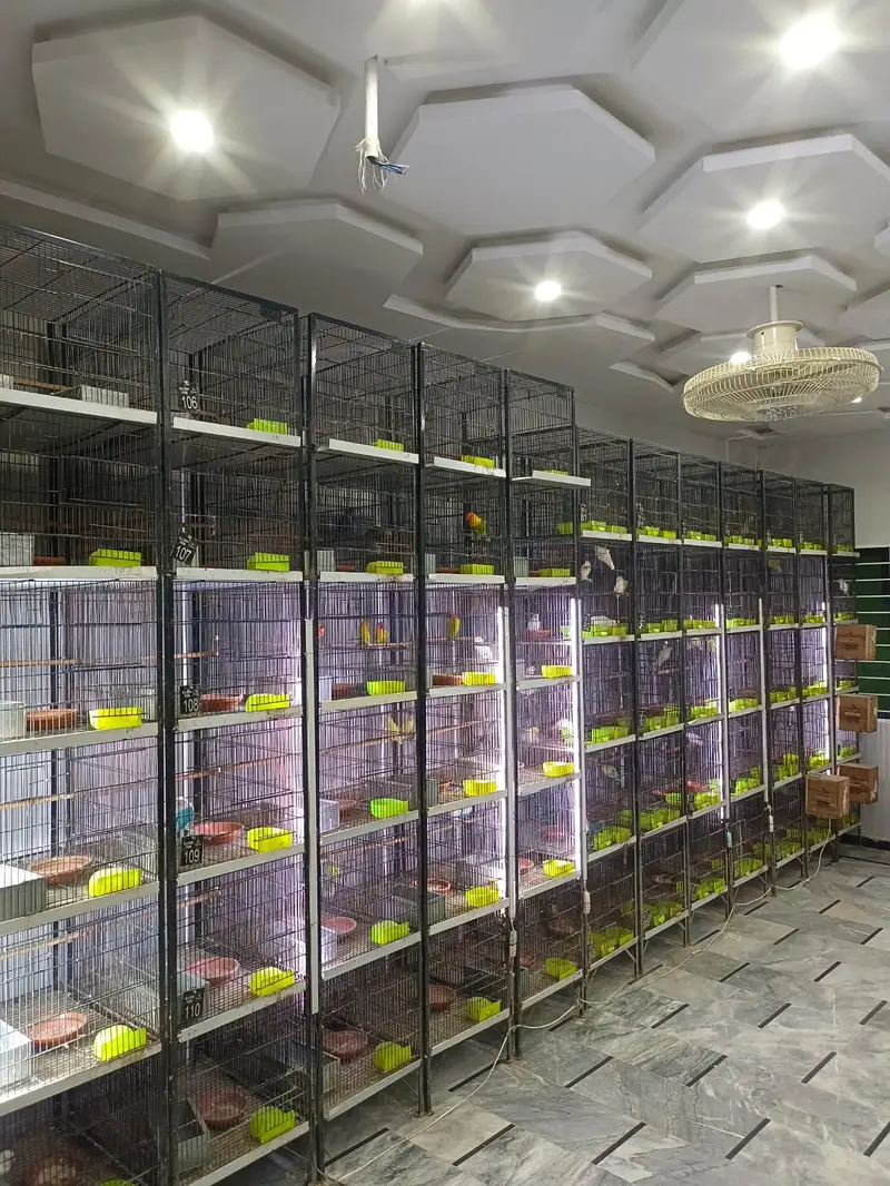 Birds Cage — photo 2