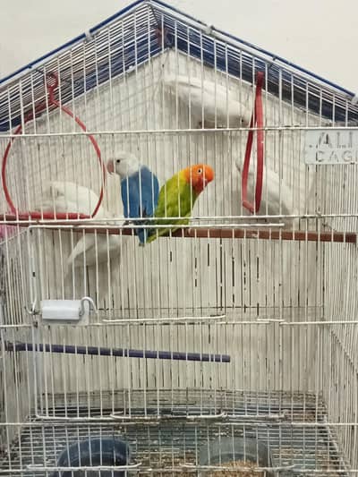 love birds pair breder