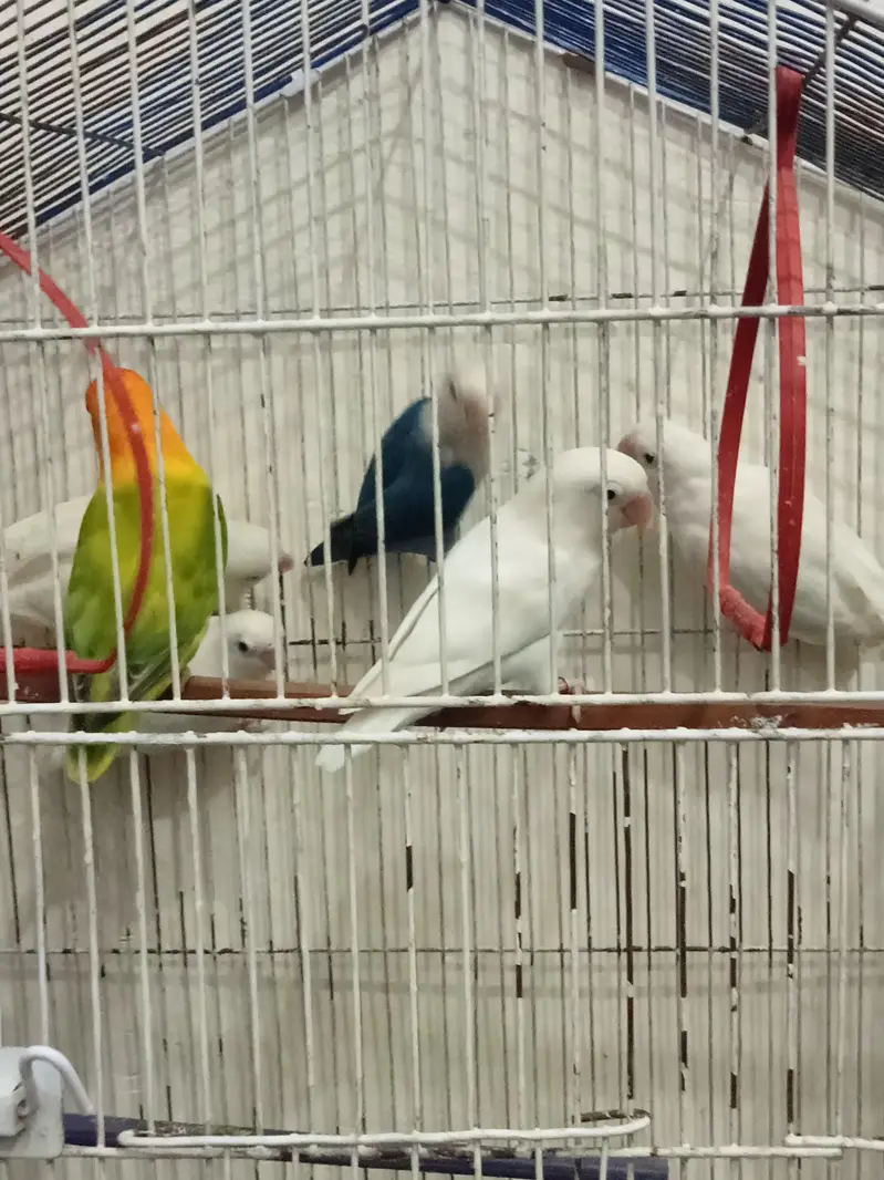love birds pair breder — photo 2