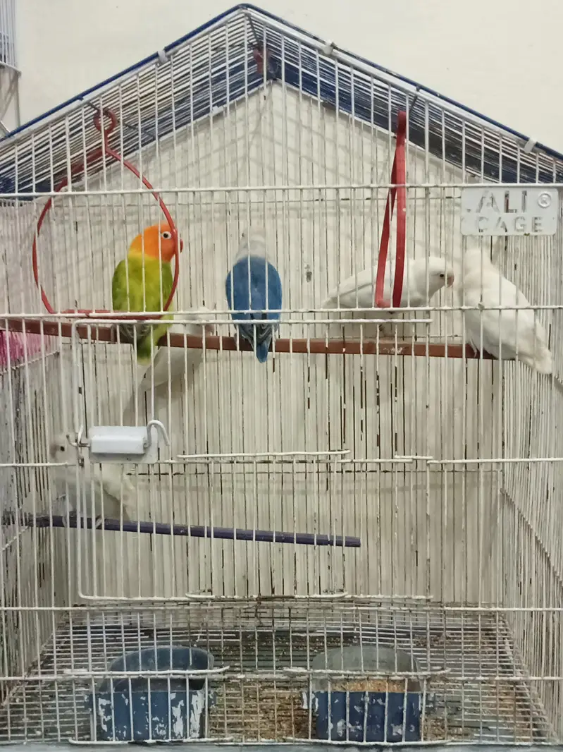 love birds pair breder — photo 3