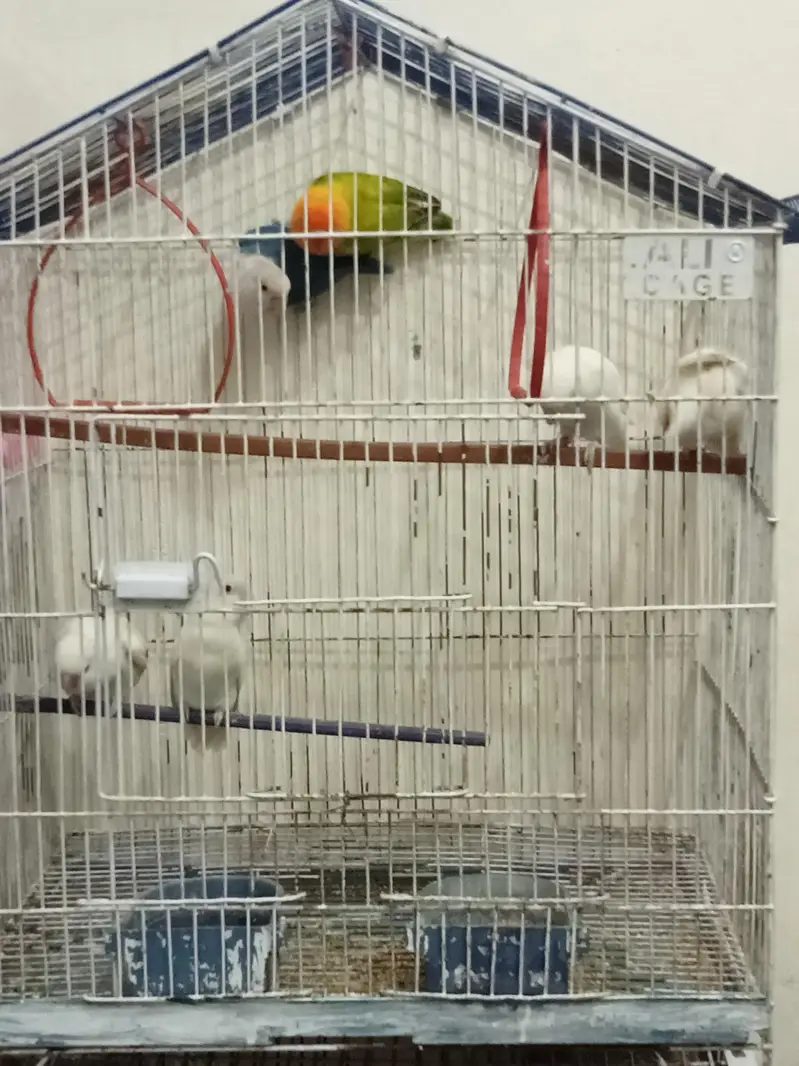 love birds pair breder — photo 4