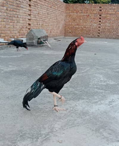 Aseel patha