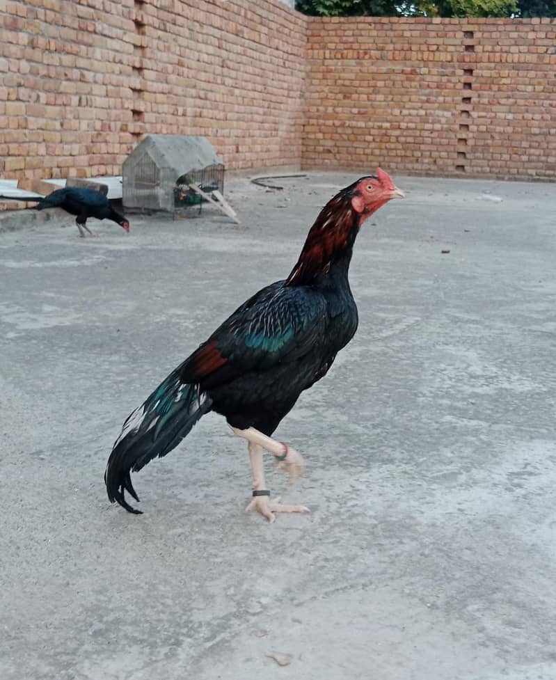 Aseel patha 0