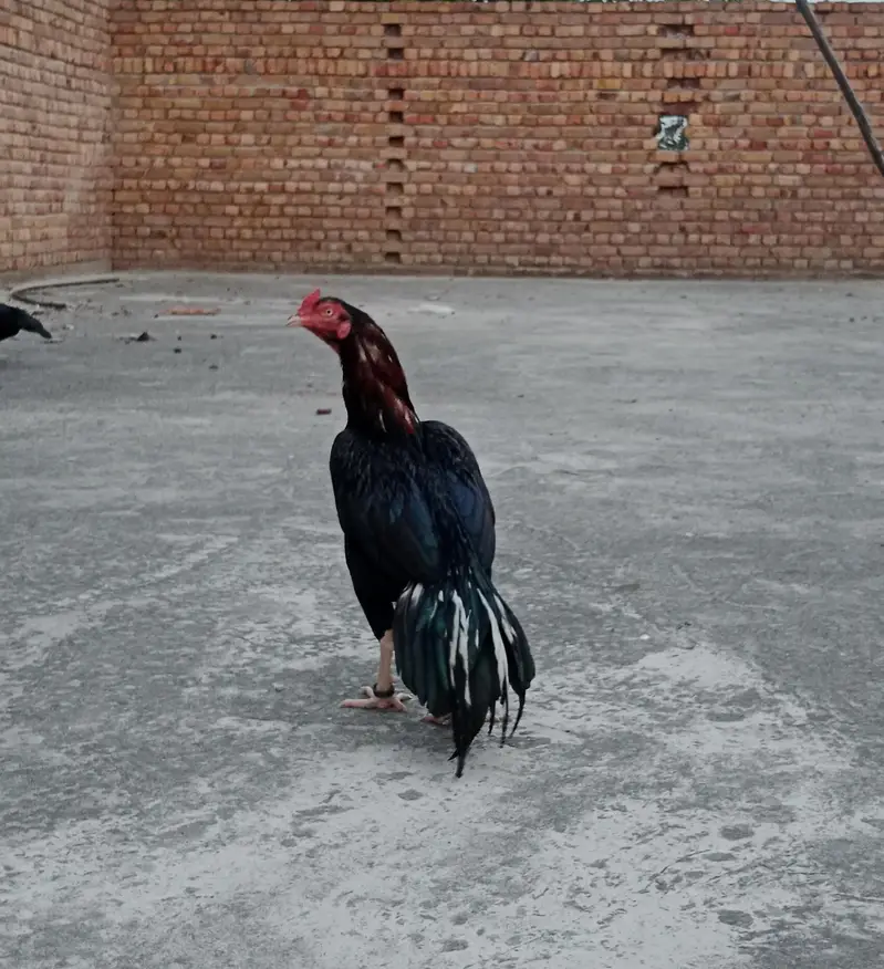 Aseel patha — photo 3