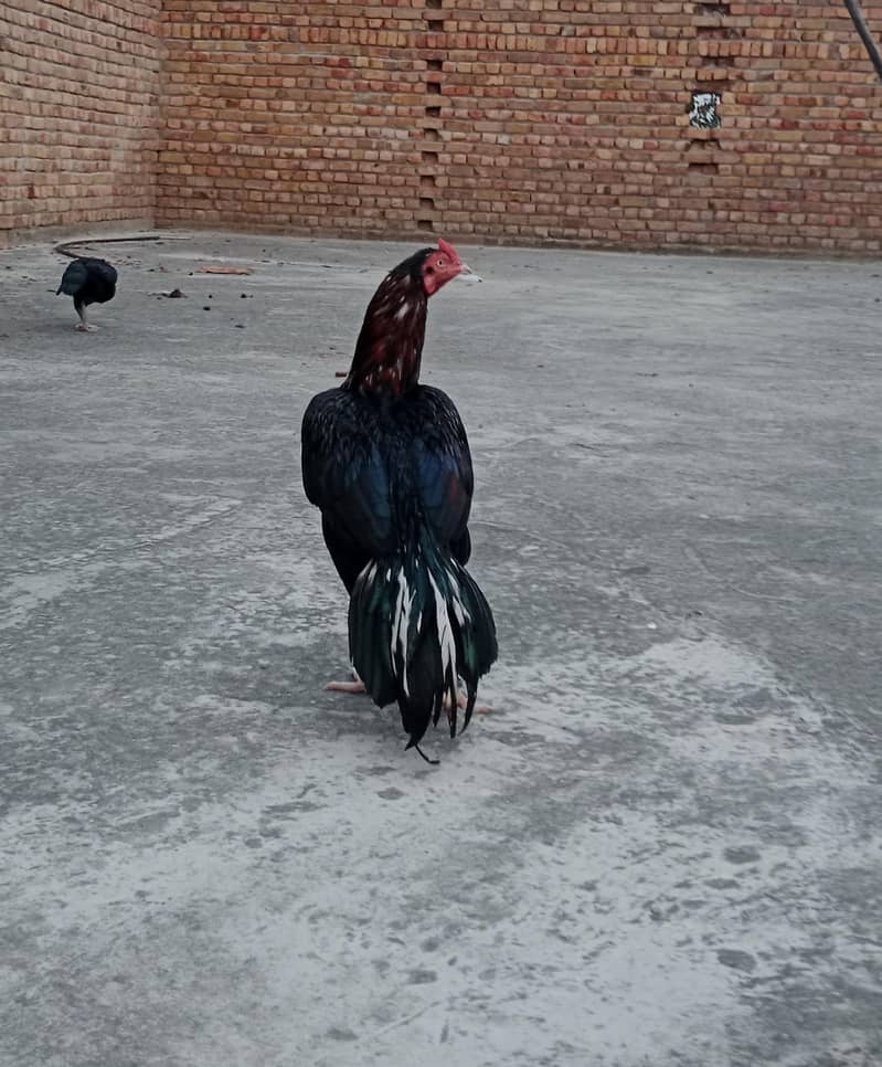 Aseel patha 3