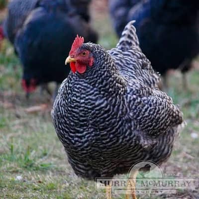 Plymouth rock heritage fresh and fertile eggs available for sale