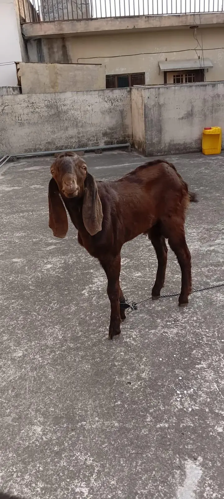 Beetal kid — photo 2