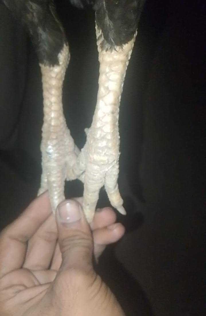 pairs 3