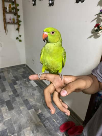 parrot