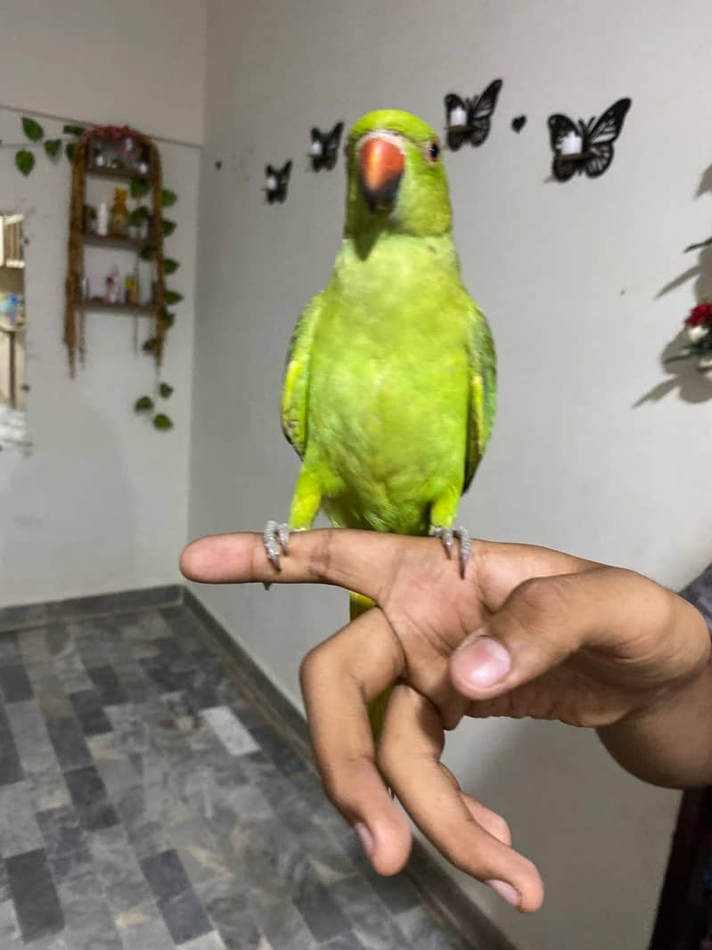 parrot 1