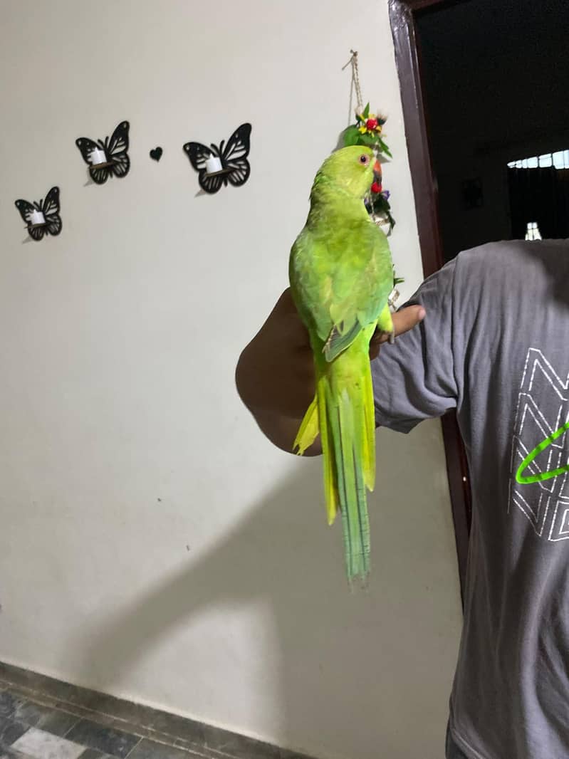 parrot 2