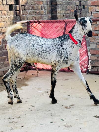 Breeder Barbara bakra