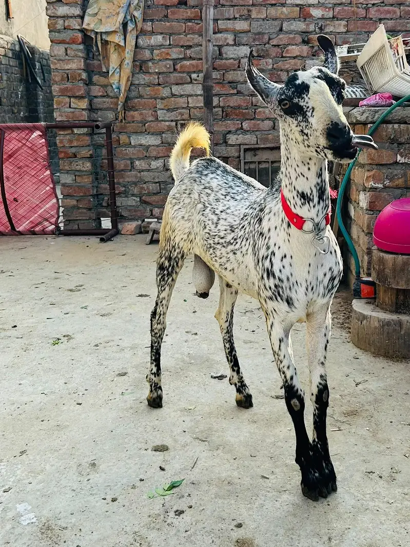 Breeder Barbara bakra — photo 2