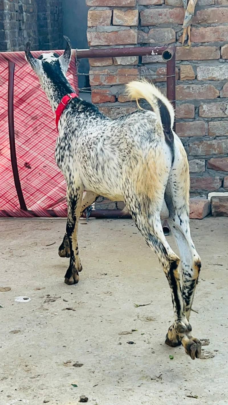 Breeder Barbara bakra 2