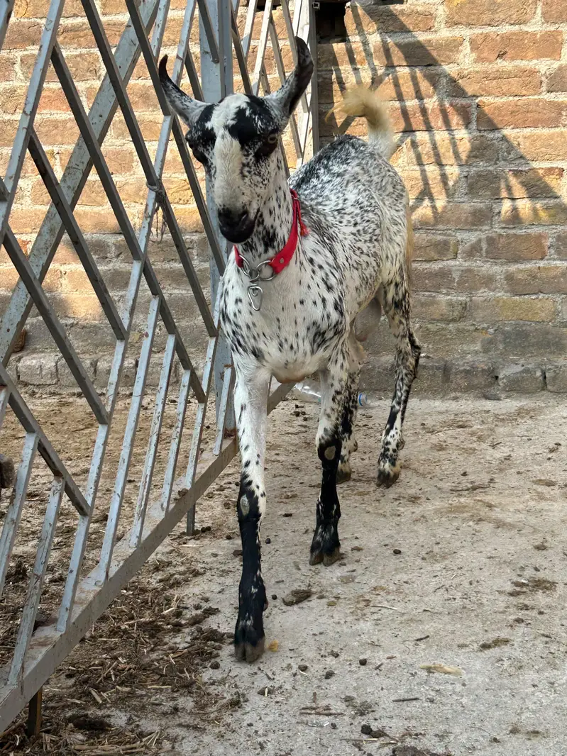 Breeder Barbara bakra — photo 4