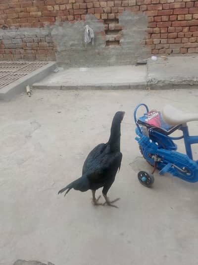 sindi aseel murga murgi