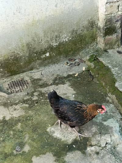 Andoun wali murghi/egg laying hen