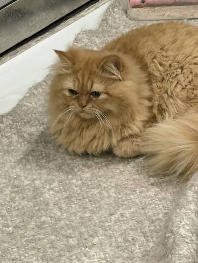 Persian cat for sale