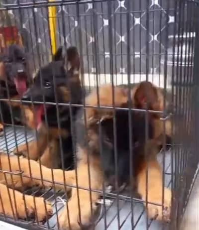 : Pure German Shepher / puppy/03456011805WhatsApp