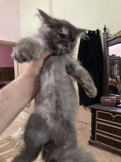 Beautiful Grey kitten