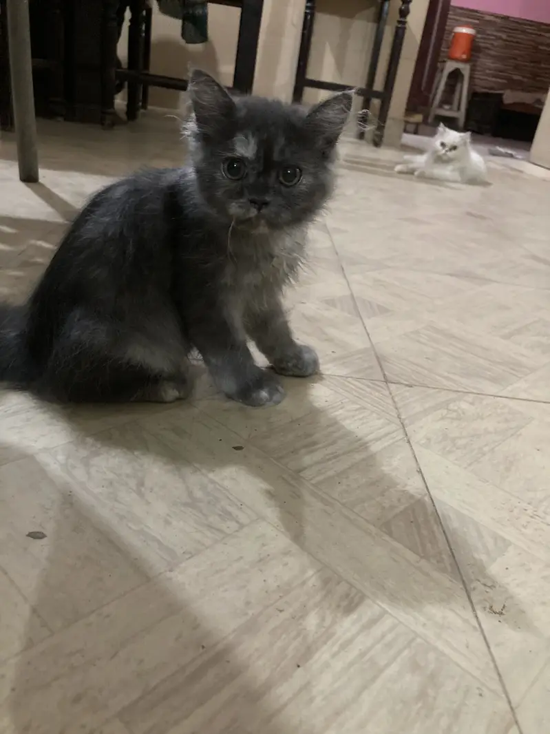 Beautiful Grey kitten — photo 2