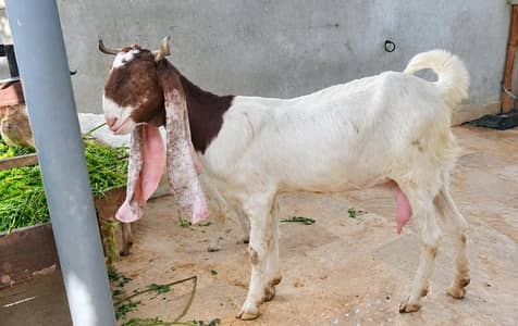 Healthy female goat with 2 kids