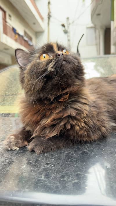 Pure breed presian female cat