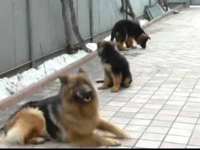 : Pure German Shepher / puppy/03456011805WhatsApp